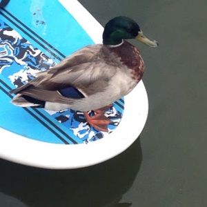 Meet your Posher, Ethan